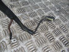 OPEL MERIVA B LIFT POMPA WSPOMAGANIA ŻÓŁTY OPLOT M09240605QJ